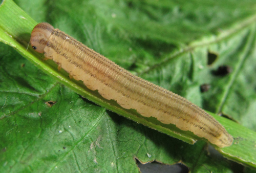 12-spot Strider, photo 3 of 10
