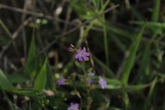 Cuphea ciliata