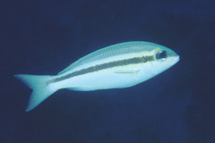 Scolopsis affinis