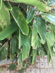 Maranta