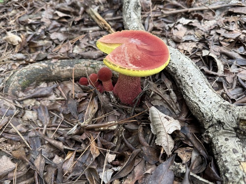 Heimioporus japonicus