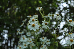 Montanoa ovalifolia