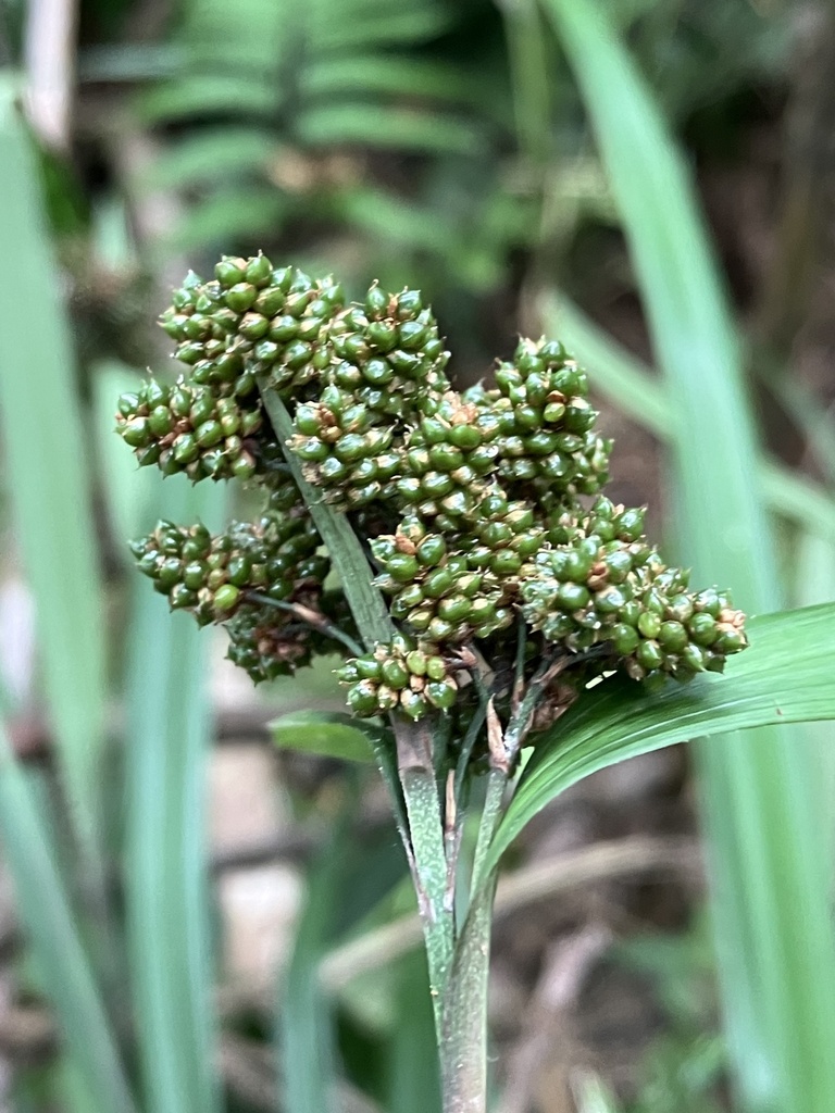 Hypolytreae