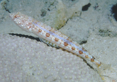 Synodus dermatogenys