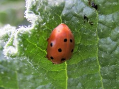 Henosepilachna argus