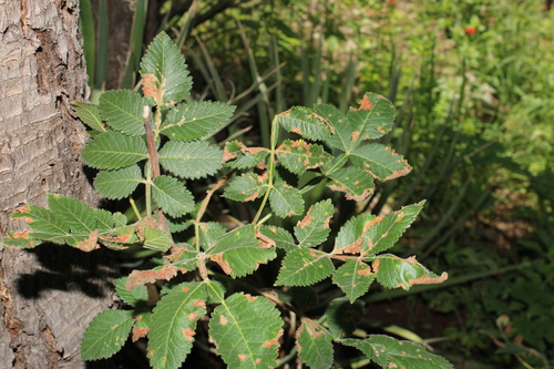 Bursera palmeri, photograph 5