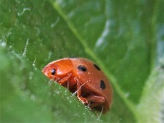 Henosepilachna argus