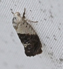 Hypertropha chlaenota