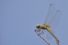 Sympetrum fonscolombii