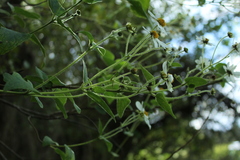 Montanoa ovalifolia