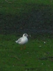 Chroicocephalus ridibundus