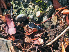 Ectrychotes andreae