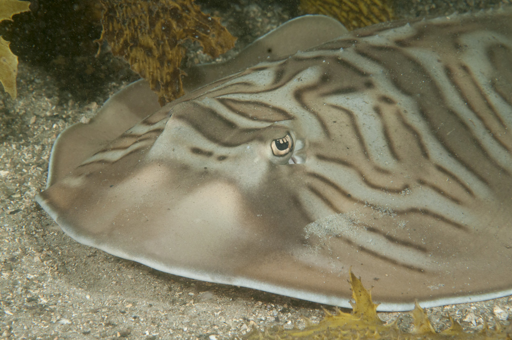 Banjo Shark
