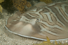 Banjo Shark photo 1