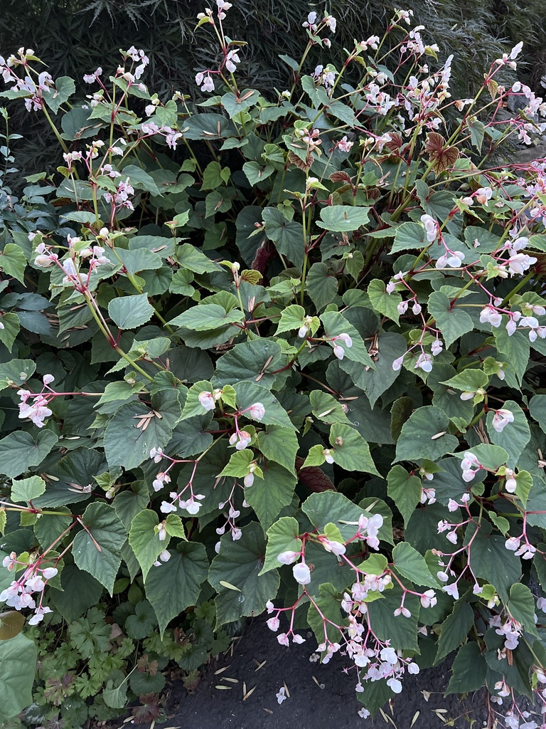 Begonia grandis