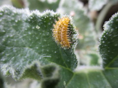 Henosepilachna argus