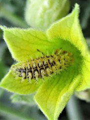 Henosepilachna argus