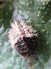 Henosepilachna argus