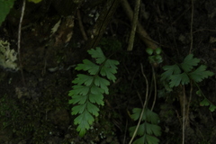 Asplenium praemorsum