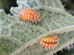 Henosepilachna argus