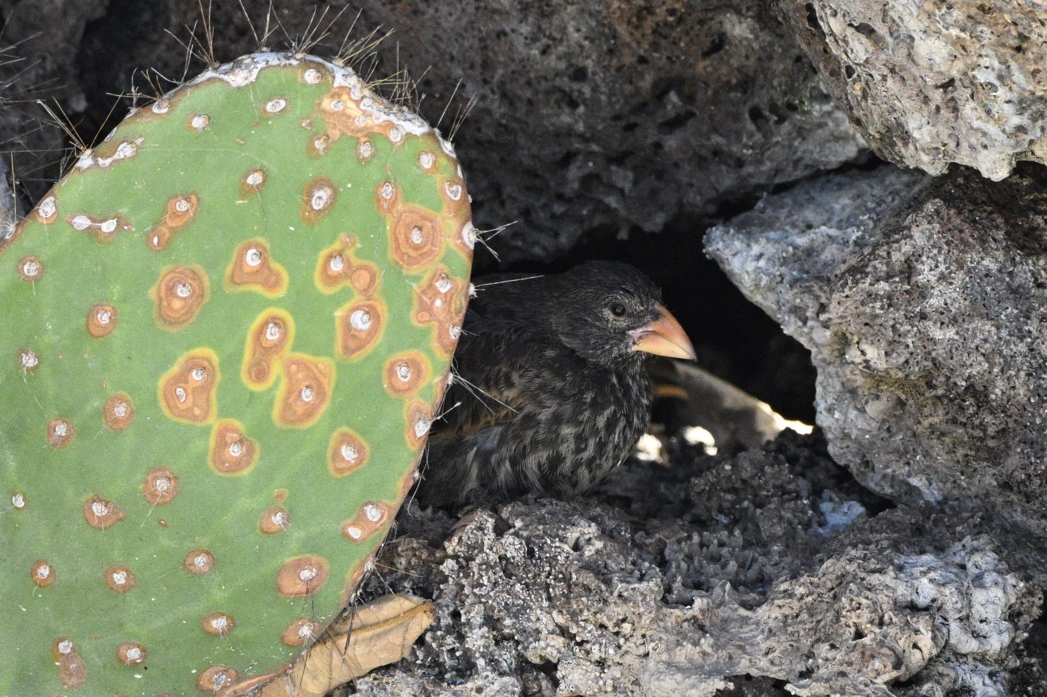 Genovesa Cactus Finch (Geospiza propinqua), photo 3
