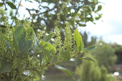 Prunus buxifolia