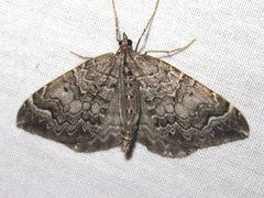 Eulithis destinata