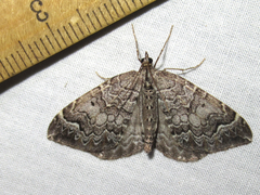 Eulithis destinata