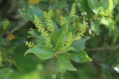 Prunus buxifolia