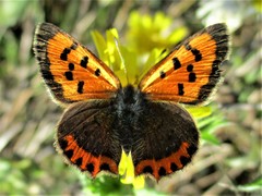 Lycaena phlaeas
