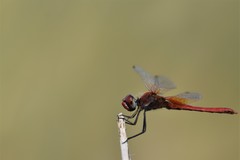 Sympetrum fonscolombii