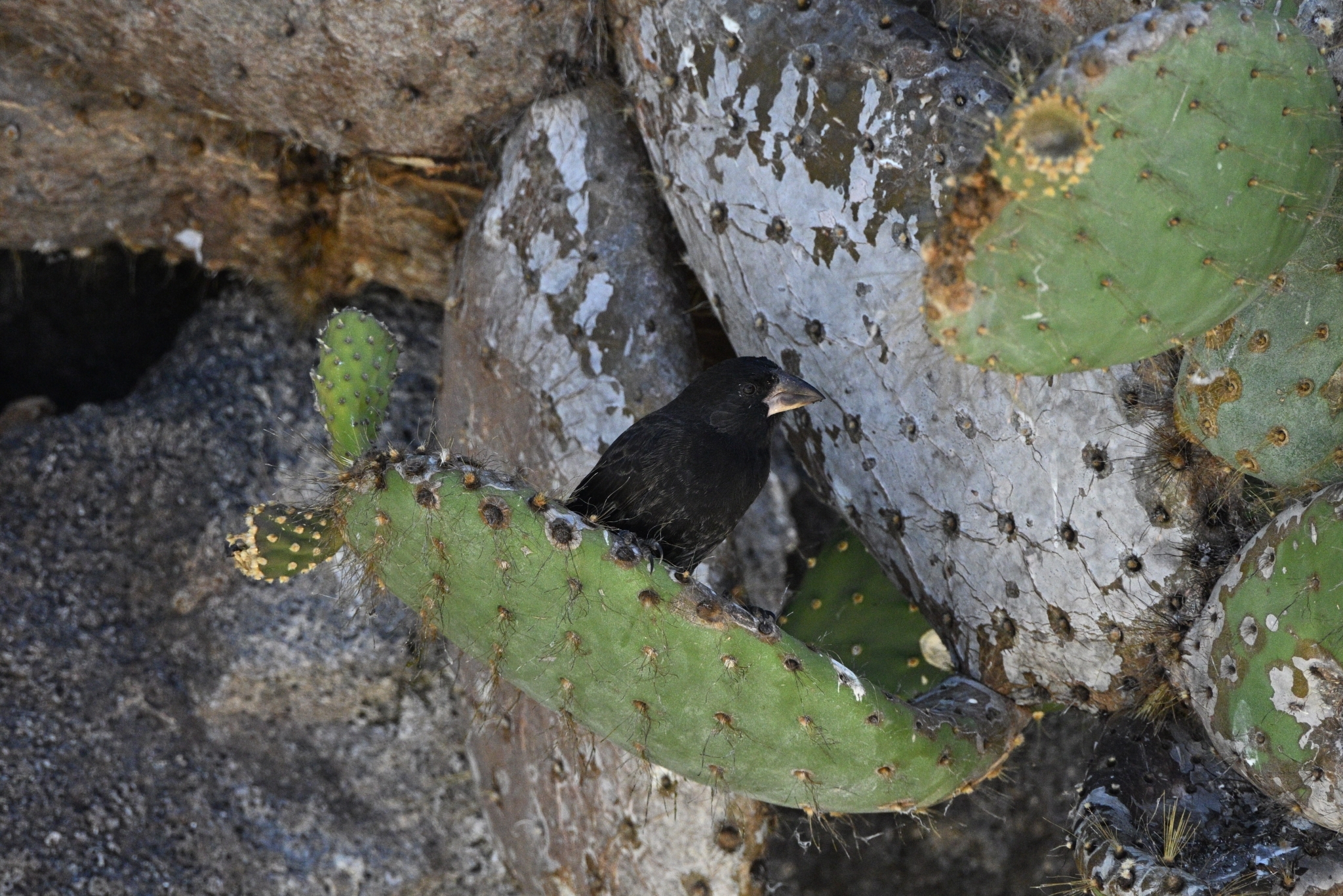 Genovesa Cactus Finch (Geospiza propinqua), photo 4