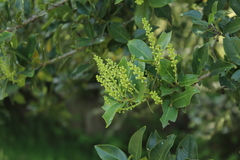 Prunus buxifolia