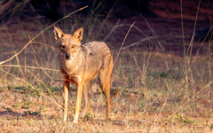 Canis aureus indicus