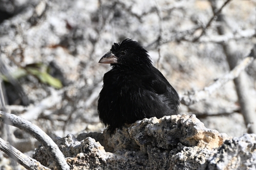 Genovesa Cactus Finch (Geospiza propinqua), photo 10