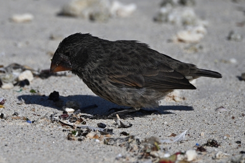 Large Ground Finch (Geospiza magnirostris), photo 4