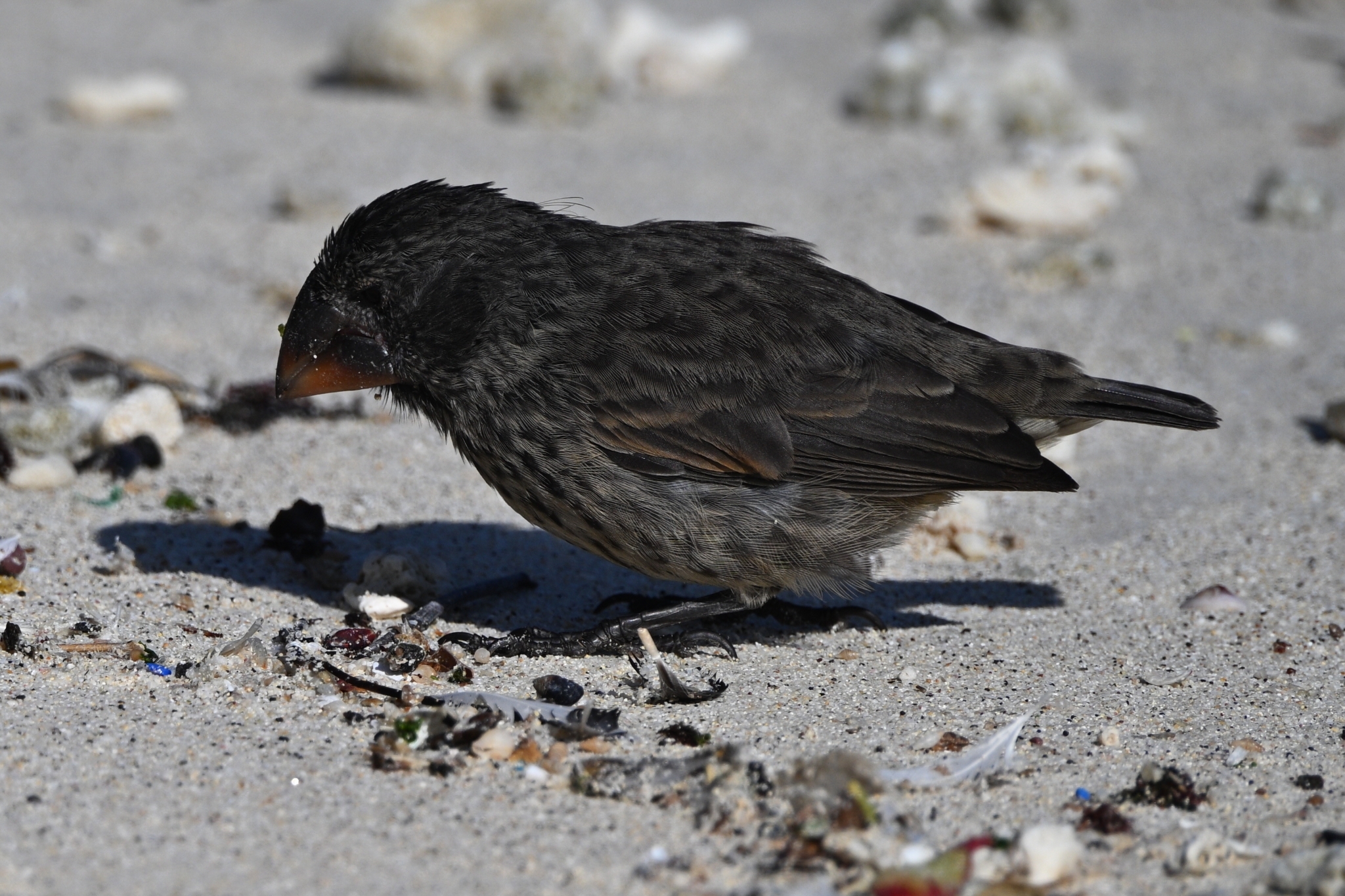 Large Ground Finch (Geospiza magnirostris), photo 4