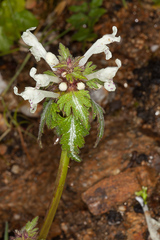 Lamium bifidum