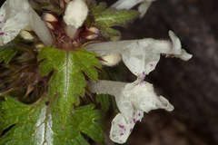 Lamium bifidum