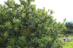 Prunus buxifolia