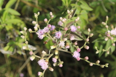 Lepidaploa canescens