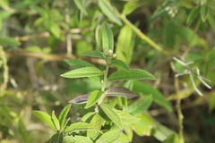 Lepidaploa canescens