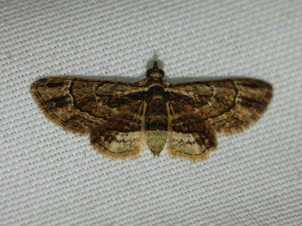 Chloroclystis celidota