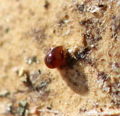 Galumnidae