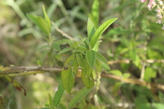 Lepidaploa canescens