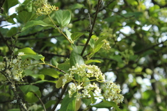 Viburnum triphyllum