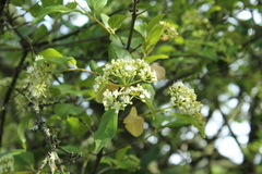 Viburnum triphyllum