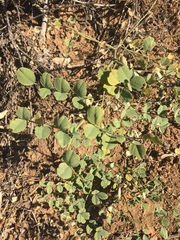 Hosackia crassifolia