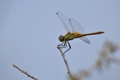 Sympetrum fonscolombii