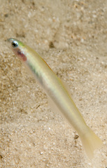 Ptereleotris microlepis